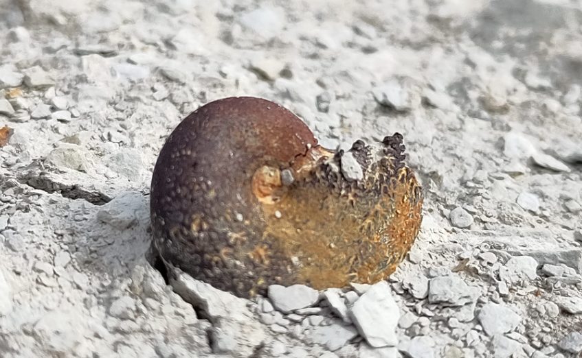 Classes découverte : comprendre la Terre et le vivant à travers le temps, photo 1
