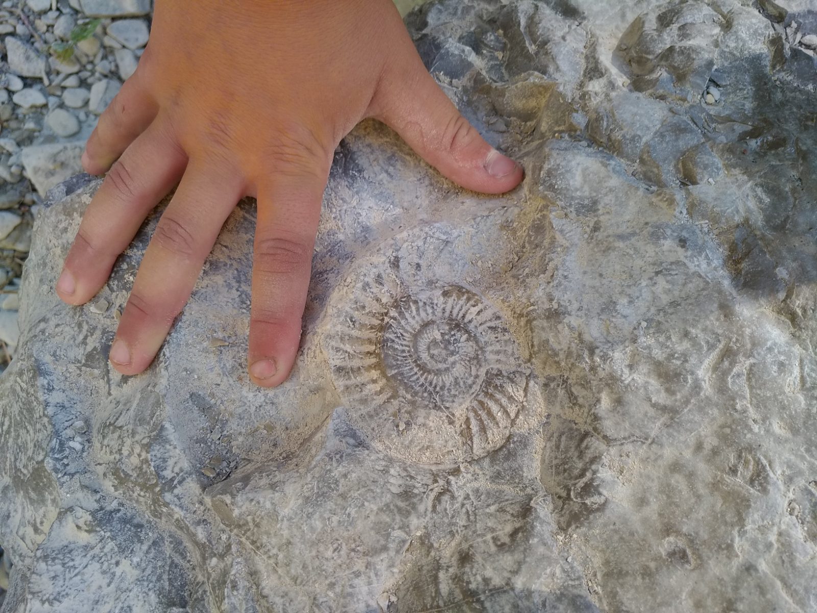 Classes découverte : comprendre la Terre et le vivant à travers le temps, photo 4